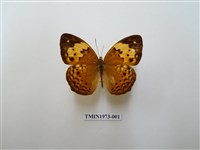 藏品(黃襟蛺蝶)的圖片